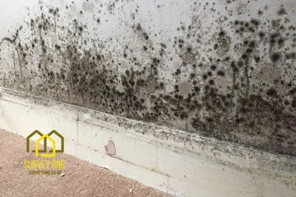 What’s the First Step to Take When You Notice Damp on a Party Wall Crawley?